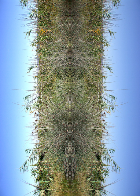 DNA 1 - Elizabeth de Monchaux