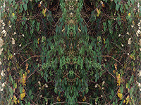 DNA - Elizabeth de Monchaux 2008