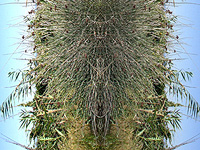 DNA - Elizabeth de Monchaux 2008