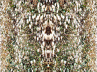 DNA - Elizabeth de Monchaux 2008