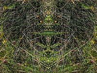 DNA - Elizabeth de Monchaux 2008