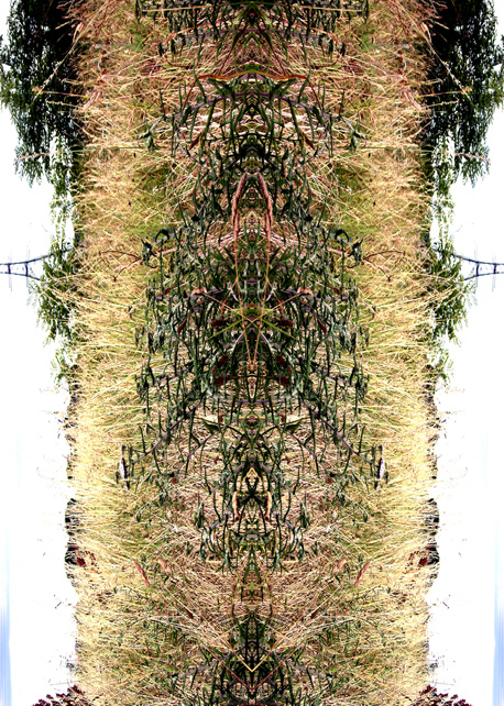 DNA 6 - Elizabeth de Monchaux 2008