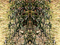 DNA - Elizabeth de Monchaux 2008