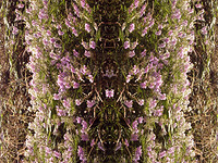 DNA - Elizabeth de Monchaux 2008