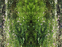 DNA - Elizabeth de Monchaux 2008